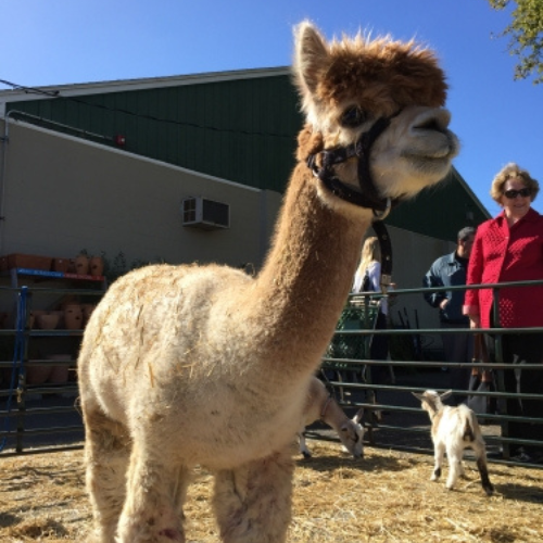 Morristown Agway's Annual Petting Zoo