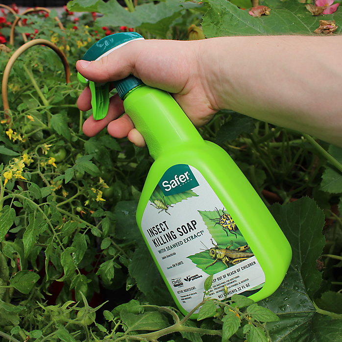 SAFER® BRAND INSECT KILLING SOAP WITH SEAWEED EXTRACT RTU - Morristown, NJ 