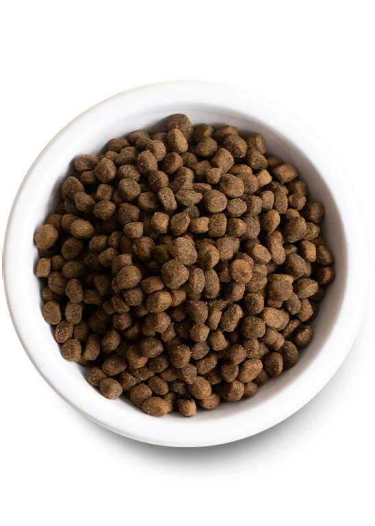 Open Farm Wild Caught Salmon Ancient Grains Dry Dog Food