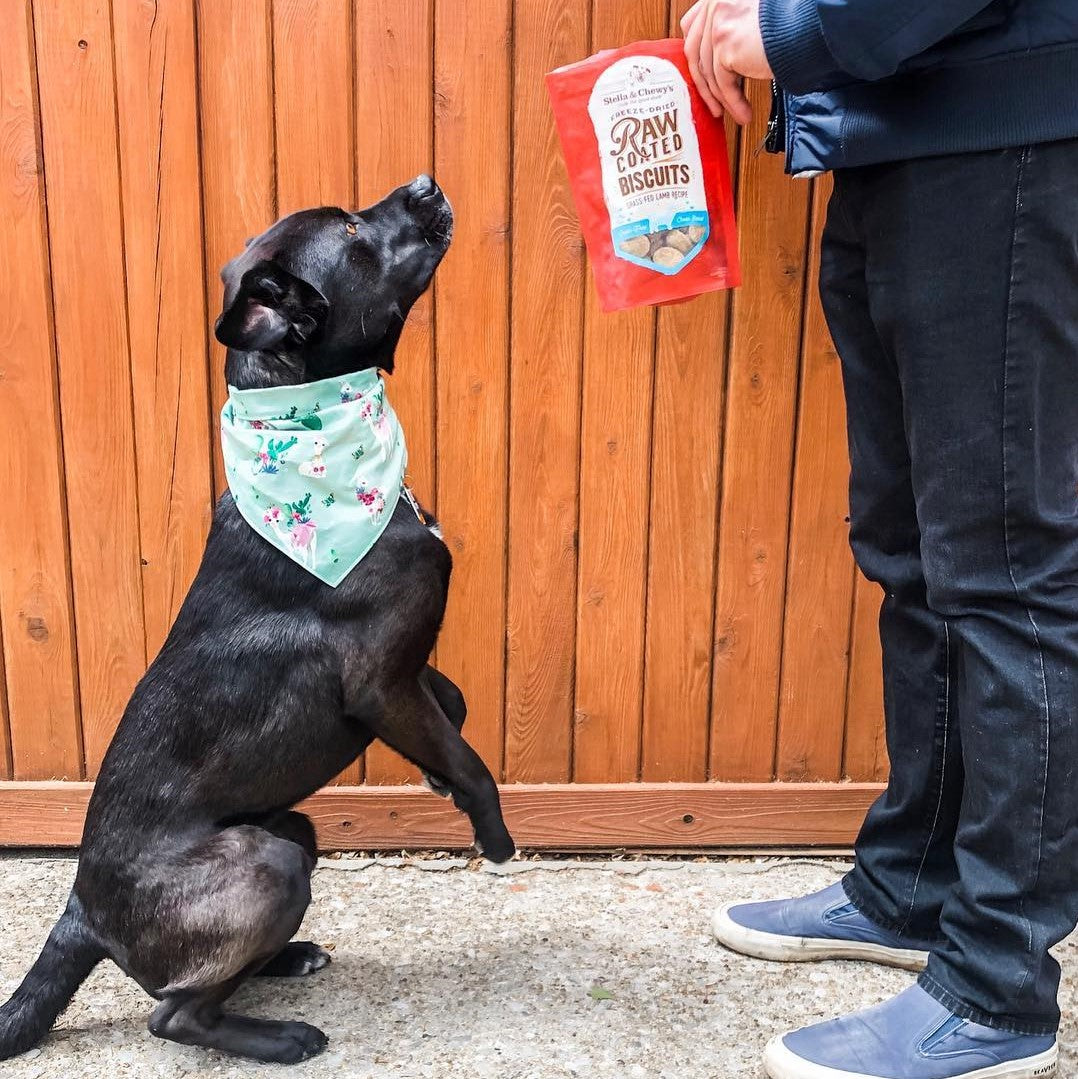 Stella Chewy s Raw Coated Biscuits Grass Fed Lamb Recipe Dog