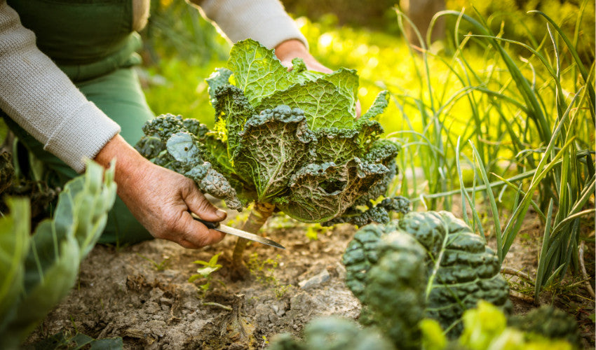 Fall Garden Prep: Tips for a Thriving Autumn Garden