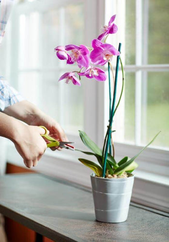 flowering plant fertilizer spikes Miracle-Gro® Orchid Plant Food Spikes - Morristown, NJ